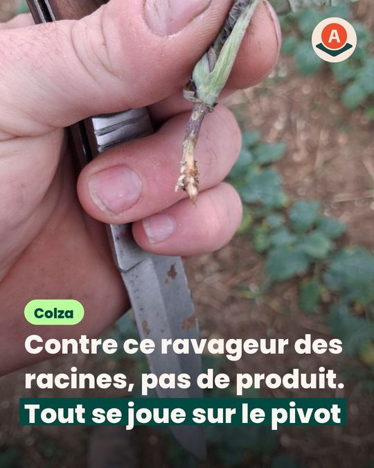 Les larves grignotent les racines du colza, mais certains pieds repartent