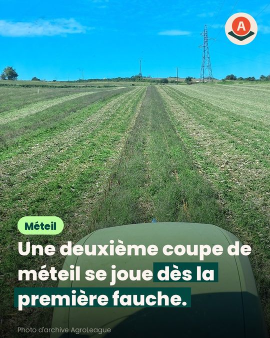 Pour ensiler le méteil deux fois, on surveille d’abord les fleurs