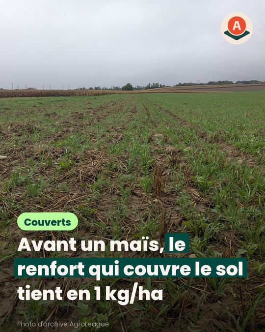 Avant le maïs, on ne choisit pas la même vesce selon le gel