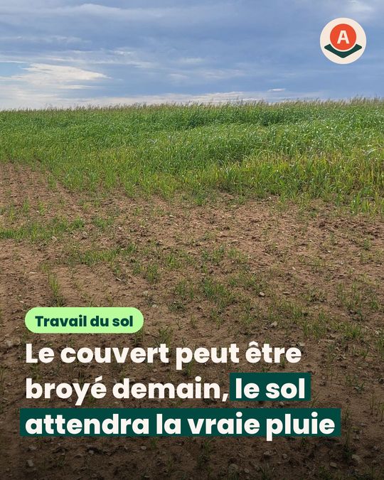 On broie le sorgho et le tournesol avant que la terre soit prête