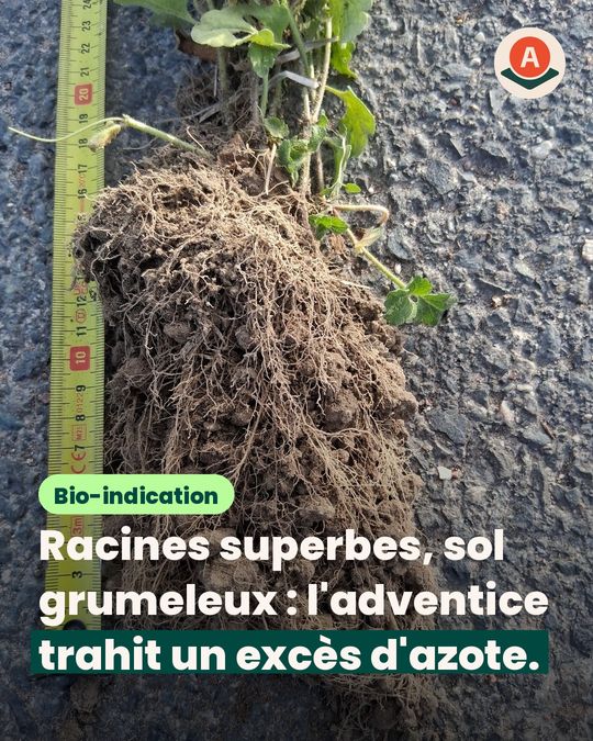 Cette véronique descend ses racines, et ça compte pour le semis direct