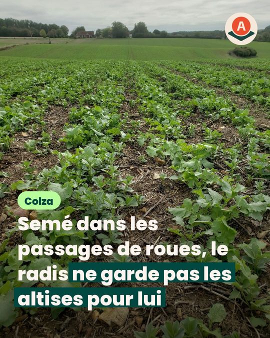 Dans le colza, le radis semé en bandes ne retient pas les altises