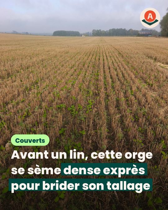 Pour les moutons, on peut semer l’orge serrée pour mieux la détruire