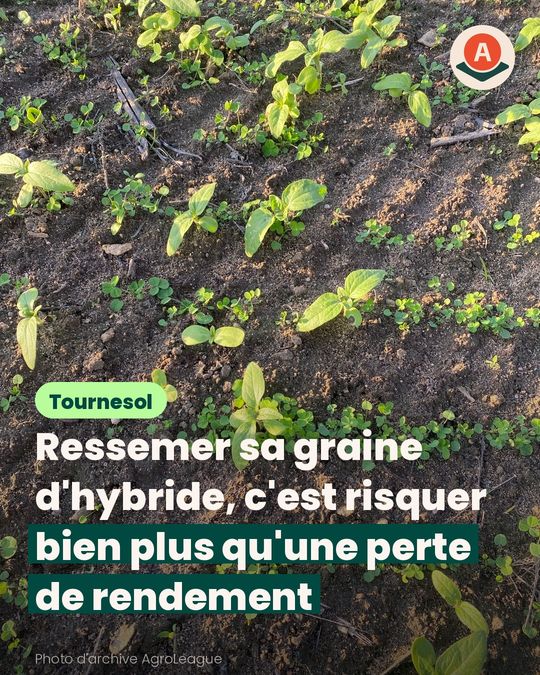Après le méteil, la semence fermière n'est pas le seul risque
