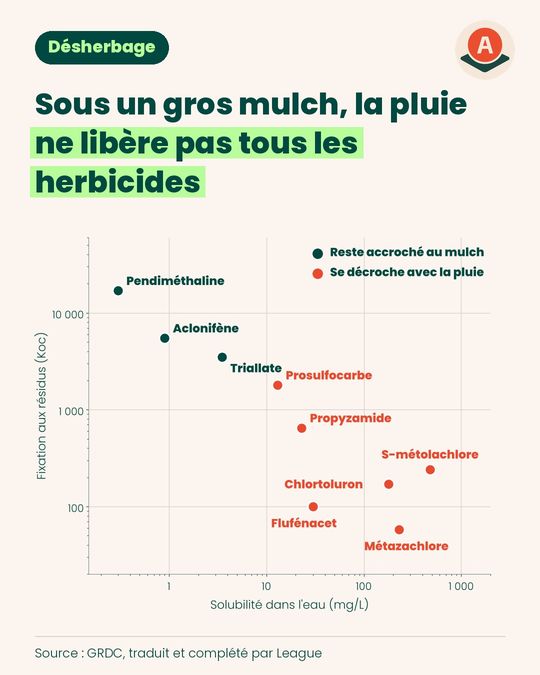 Sous un gros mulch, la pluie ne libère pas tous les herbicides