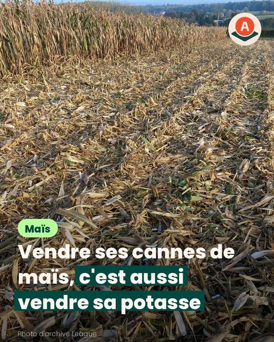 Quand on vend les cannes de maïs, que perd le sol ?