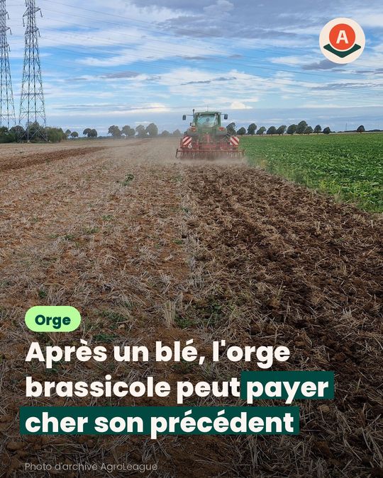 Sans repousses après le blé, on attend parfois la pluie pour l’orge