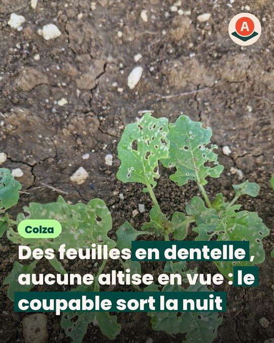 Il a plu sur le colza traité, mais qui mange encore les feuilles ?