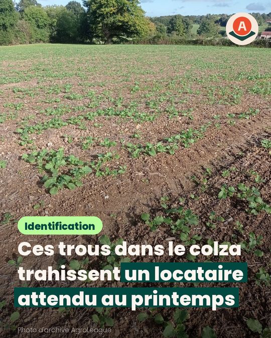 Dans le colza, ces abeilles qui creusent ne cherchent pas les altises