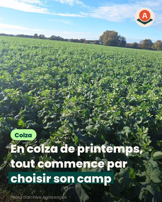 En colza de printemps, on sème tôt malgré les altises