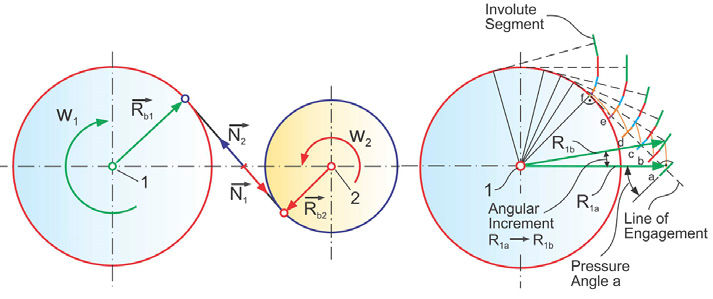 Figure 3—Line of action between base circles (left) and subsequent involute development.