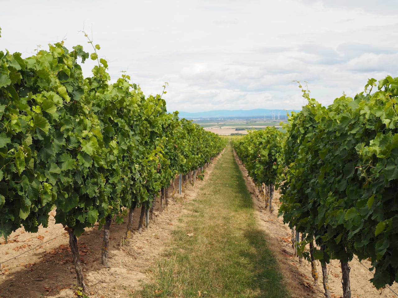 Da li je bolje vino iz hladnijih ili toplijih krajeva? Odgovor leži u klimi i teroaru
