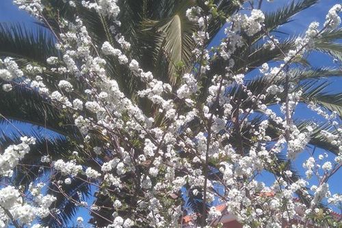 FRAY DIEGO 36 Vakantiehuis in Tacoronte, Tenerife, Spanje voor 8 personen...