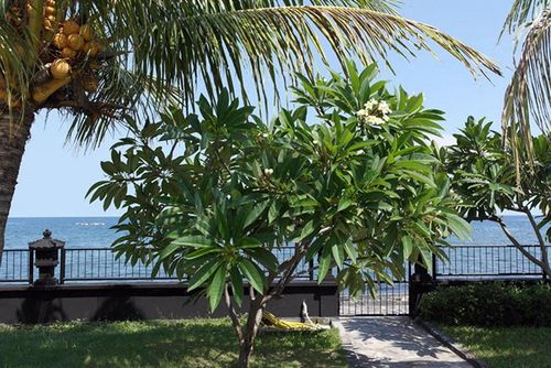 Cymopoleia Villa in Kalisada, Seririt, Kabupaten Buleleng, Bali 8115, Lovina, North Bali, Indonesia for 12 persons...