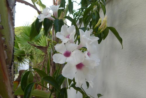 Casa Caballo Albino Feriehus i Chiclana de la Frontera, Lyskysten, Spania med privat svømmebasseng for 5 personer. Huset ligger i et kystnært og landlig område og er 3 km fra Playa la Barrosa-stranden....