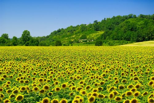 Chateau Montjoi Puri luas  dengan kolam renang pribadi di Montjoi, Midi-Pyrénées, France untuk 26 orang...