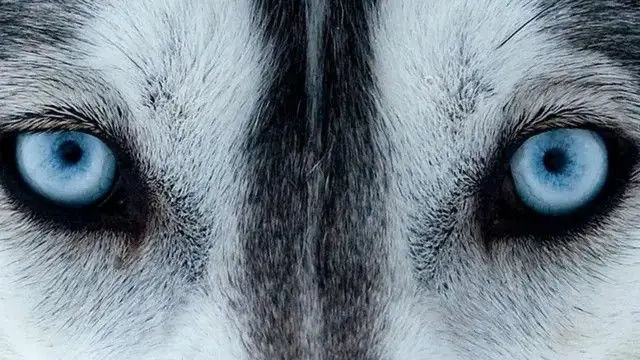 Ветеринарні засоби для очей і вух