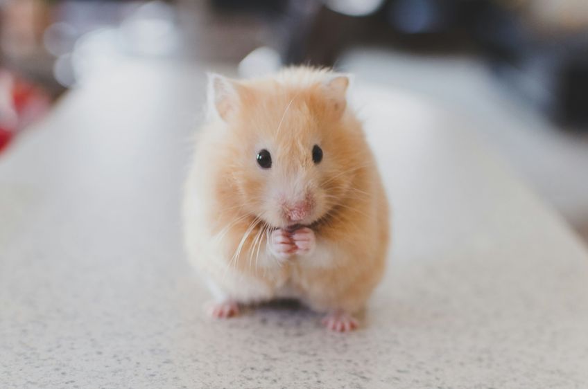 Other pets