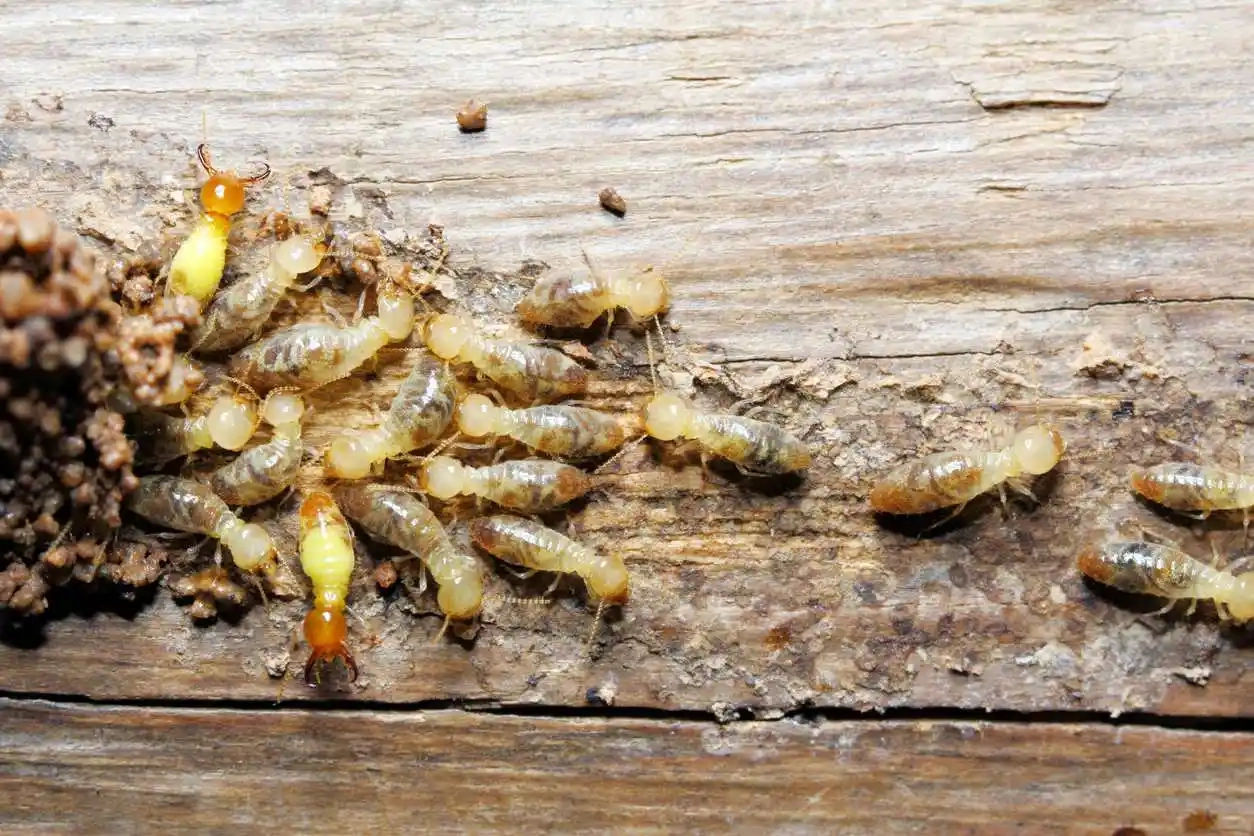 What to expect during a termite inspection in Mesa