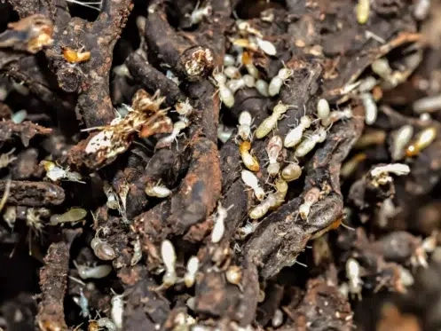 Signs you need termite damage repair in Glendale