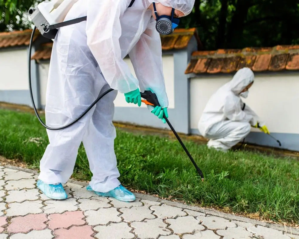 How to prevent termites in your Phoenix home