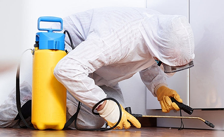 What to do if you find termites in your Tucson property