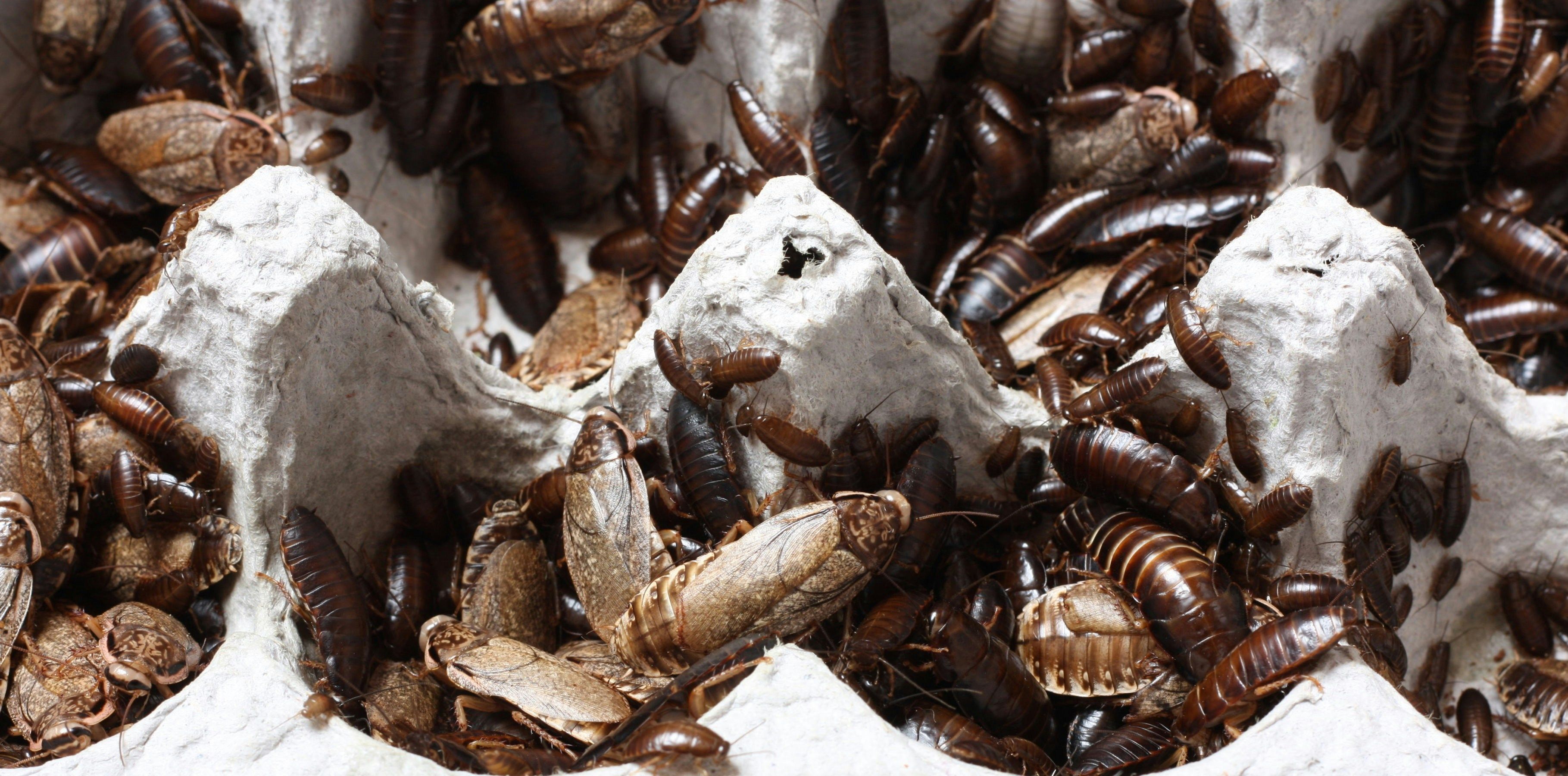 Comparing drywood and subterranean termite treatments in Arizona