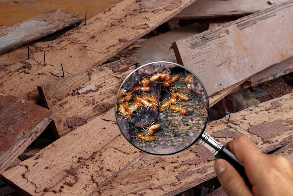 Do I need a termite inspection before buying a home in Arizona?