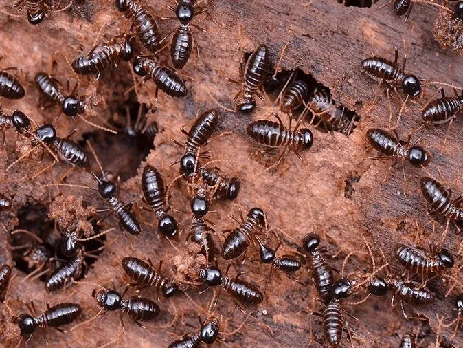 Termite control cost in Arizona: what to expect