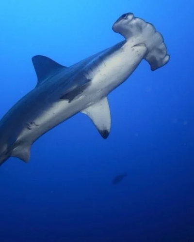 Hammerhead Shark