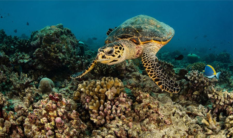 Sea Turtle