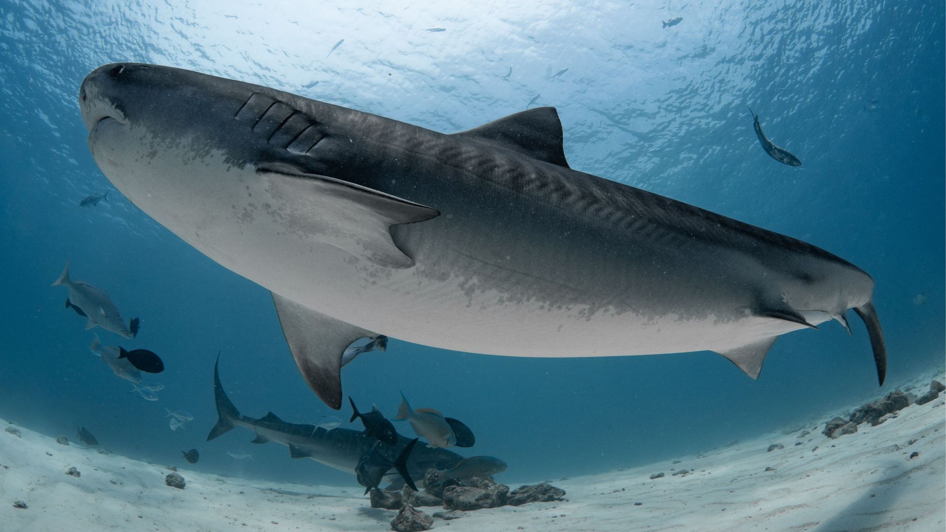 Tiger Shark