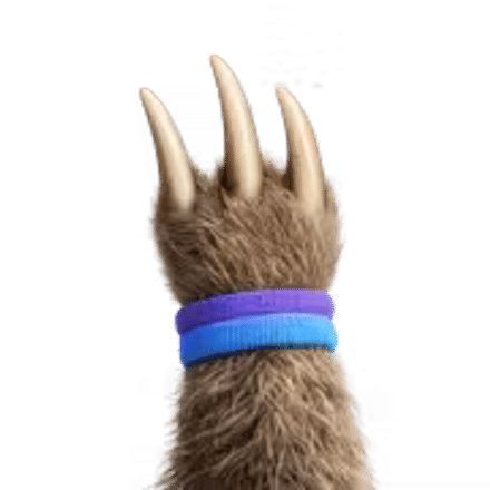 Pawvis