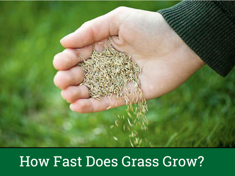 How Fast Does Grass Grow? The Facts!