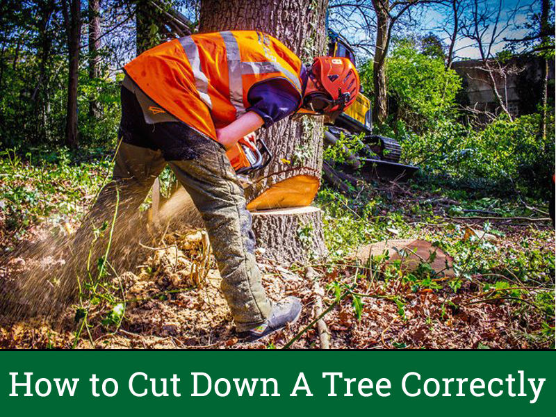 How to Cut Down A Tree Correctly