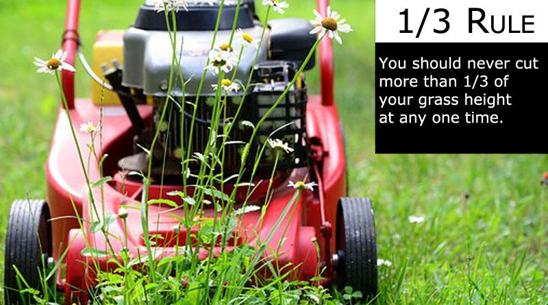 mowing grass 1/3 rule