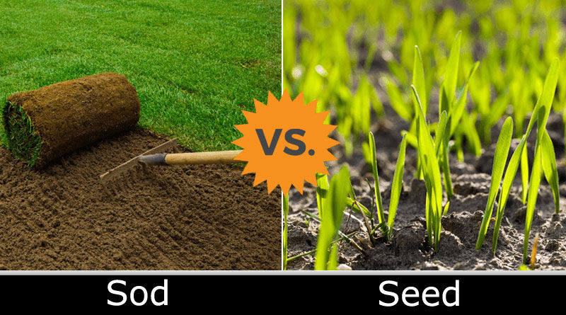 sod seed comparison