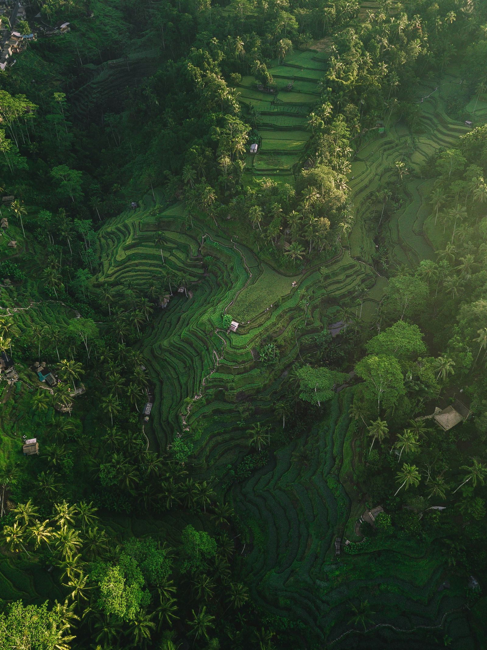 Rice terraces near Tumbak Bayuh, Bali