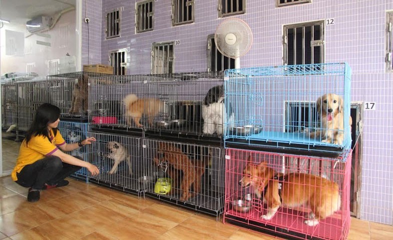 Pet Hotel Jakarta Barat - RTELEY