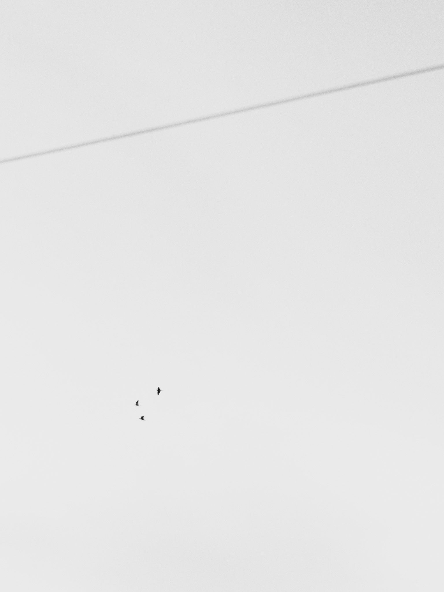 Cables And Birds III - Liberarte