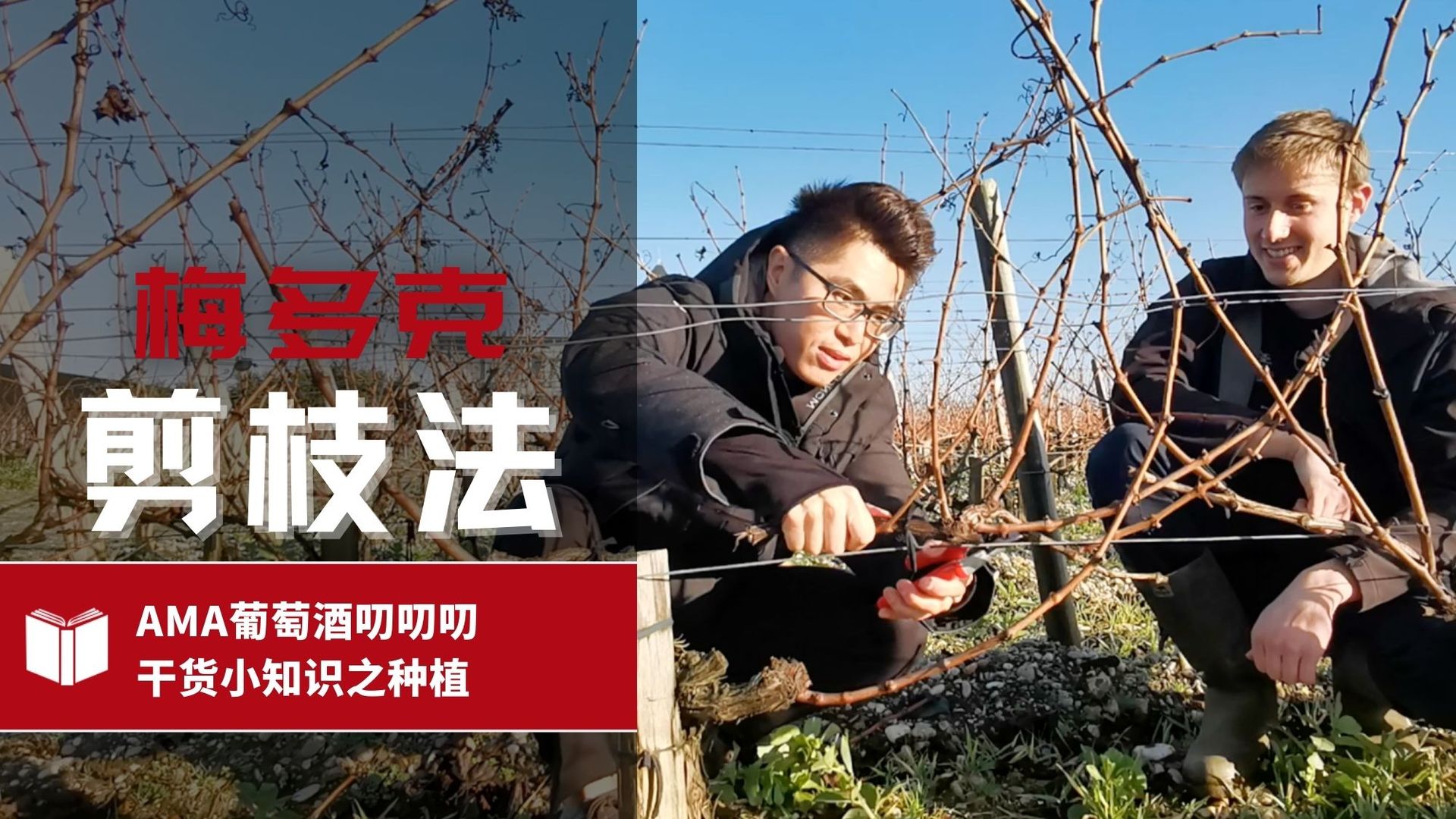 What is La Taille Médocaine? – CN - Alexandre Ma