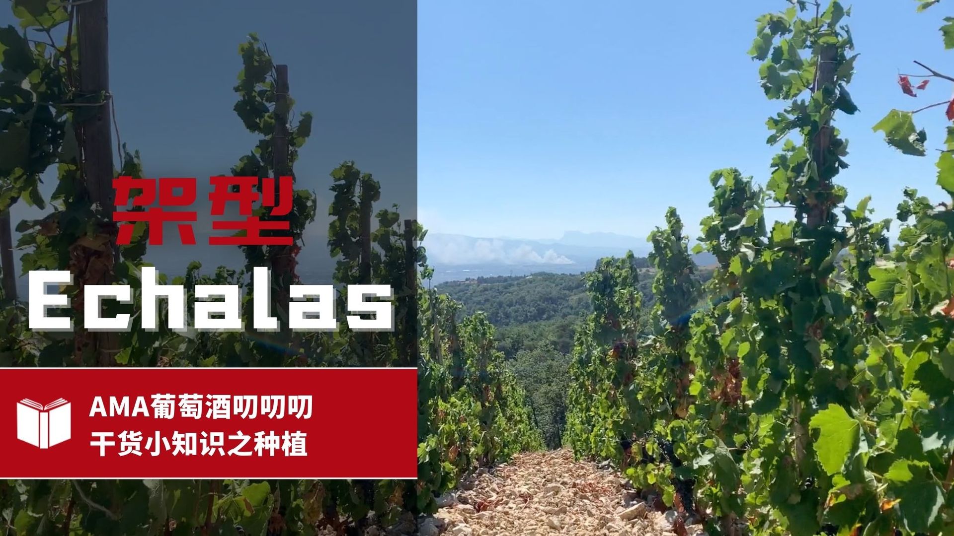 Echalas pruning system in the Northern Rhone - Alexandre Ma