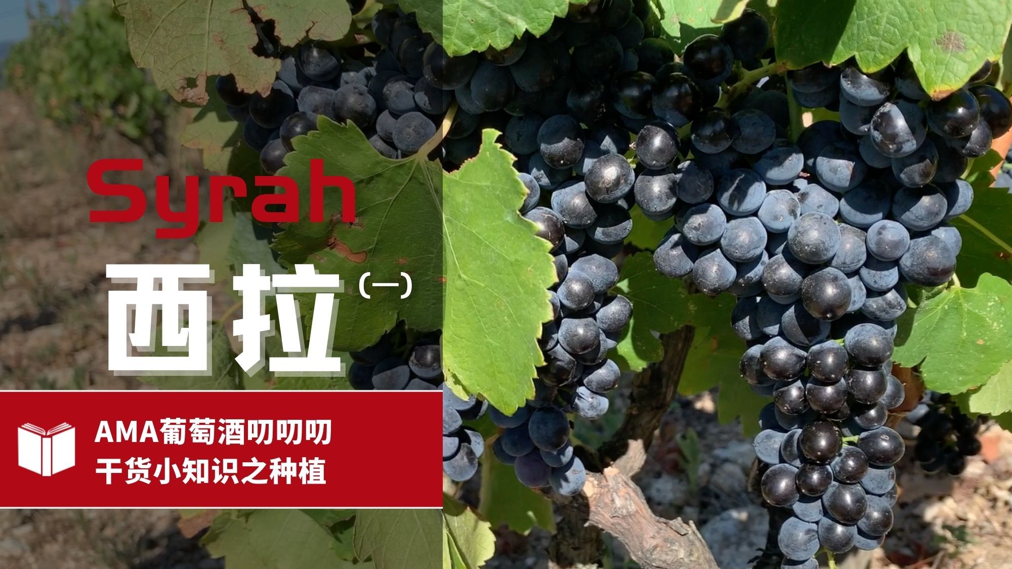 Syrah (1) – CN - Alexandre Ma