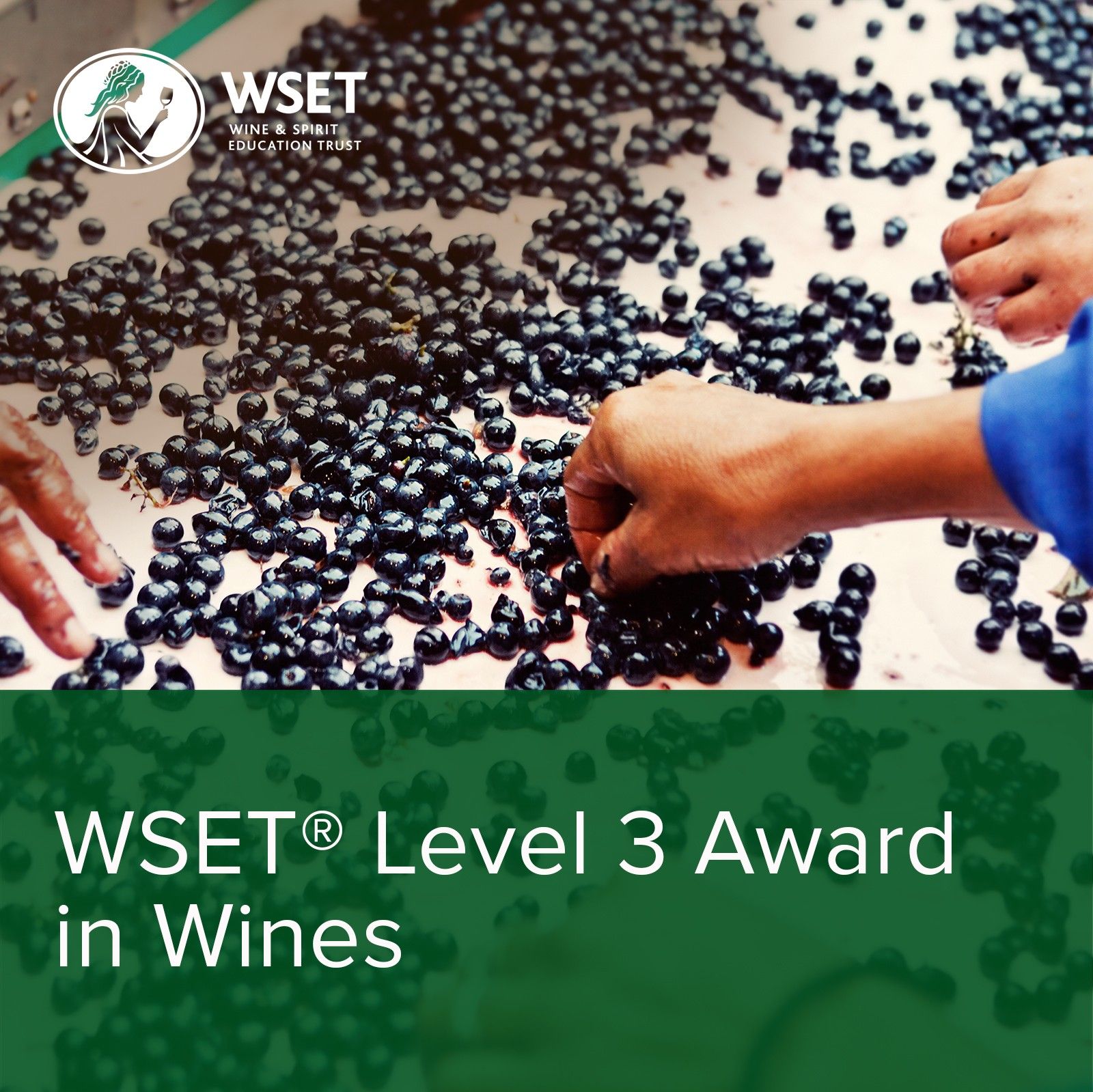 WSET Level 3 Award in Wines - Alexandre MA