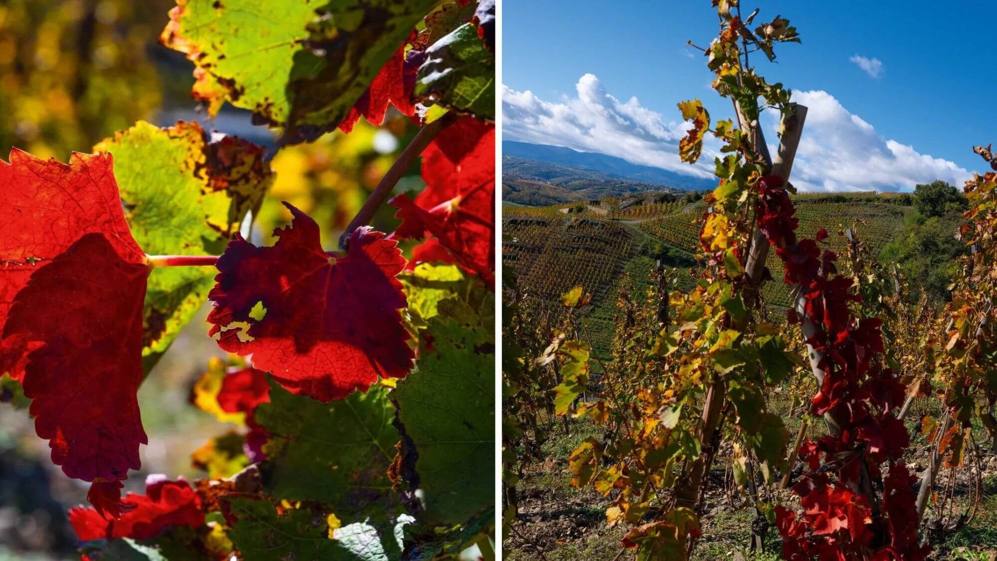 AMA Tasting Note-Domaine Jamet (2011-2022) - Alexandre MA