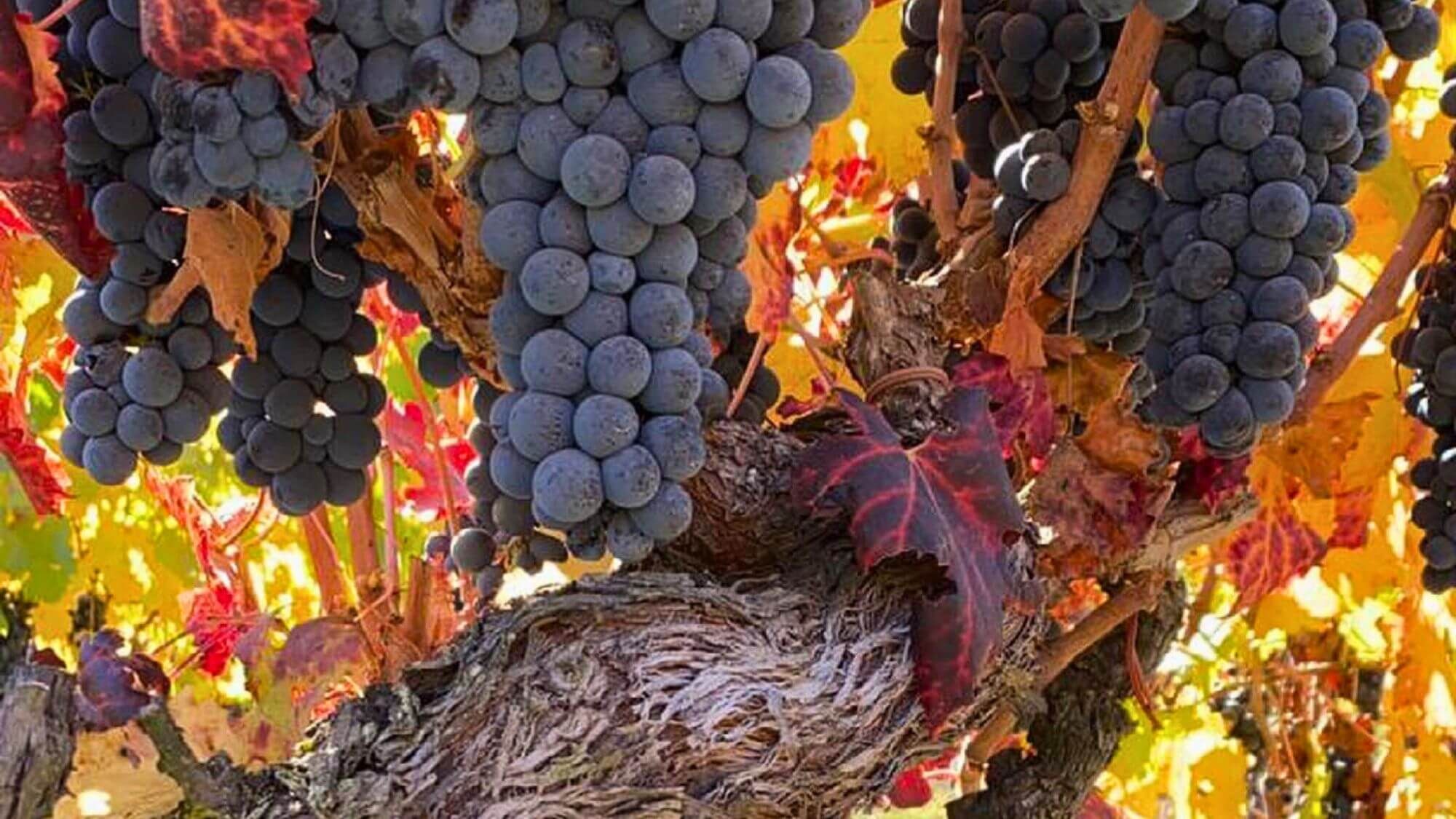 AMA Tasting Note-Viña Almaviva(2007-2023) - Alexandre MA