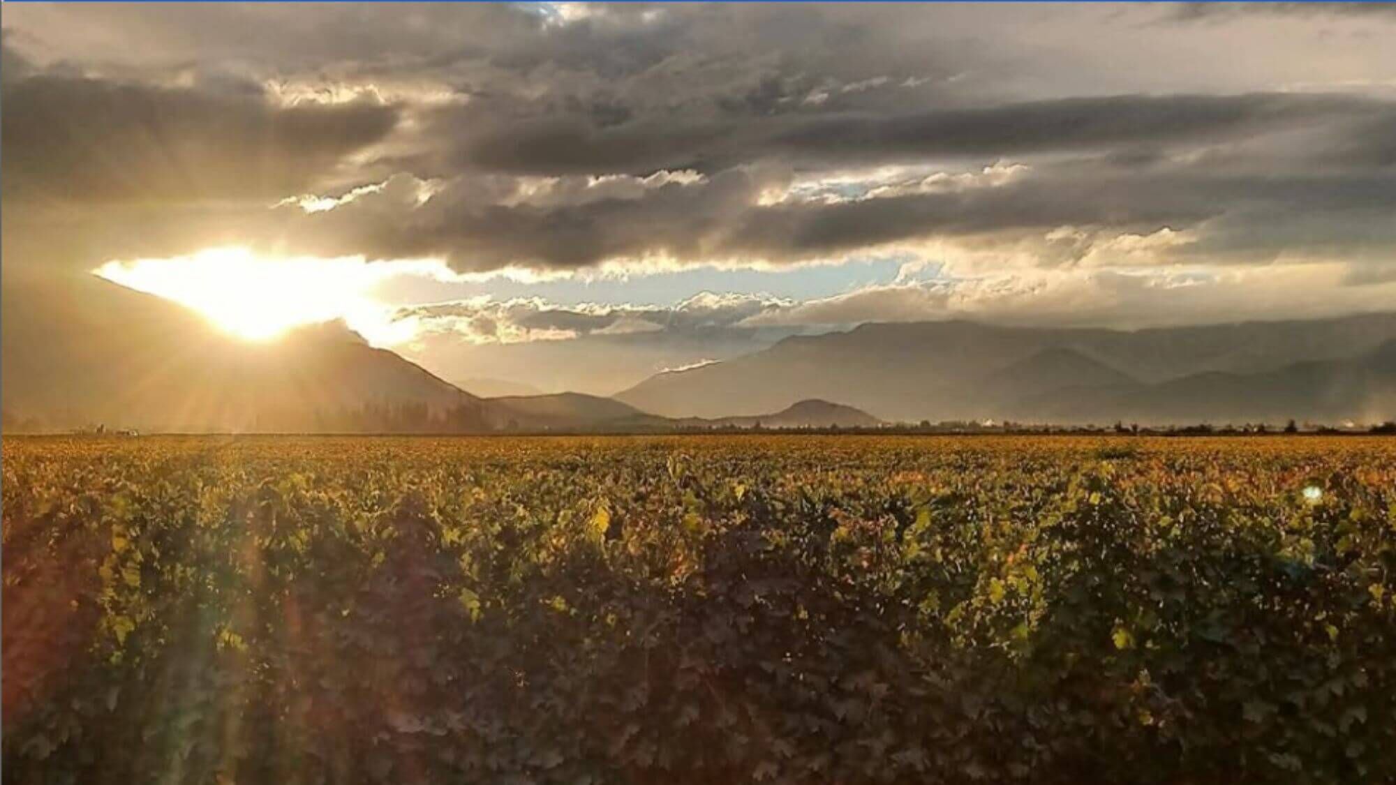 AMA Tasting Note-Viña Almaviva(2007-2023) - Alexandre MA