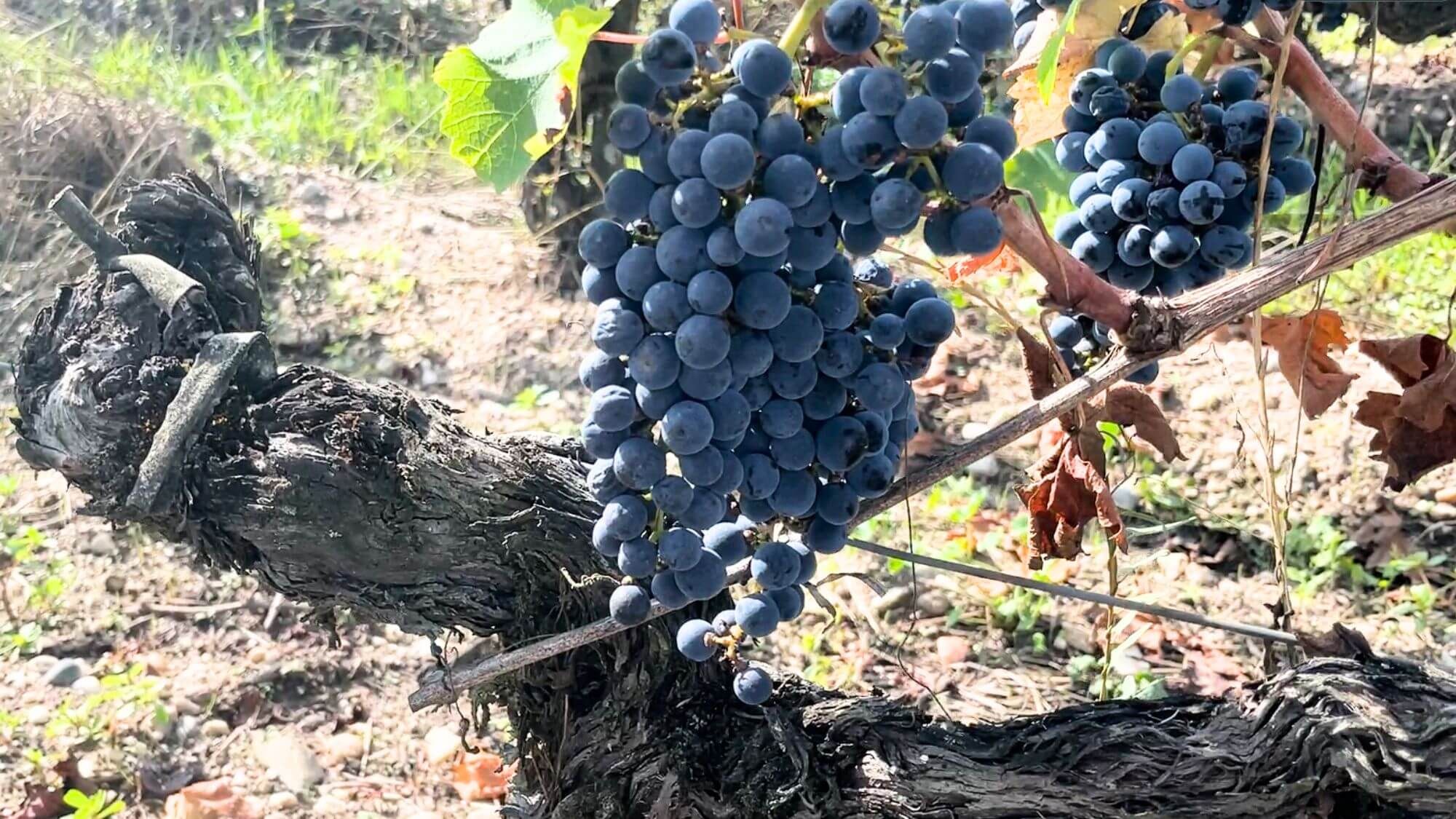 AMA Tasting Report-Bordeaux 2023 In Bottle&Release of AMA Selection 2023(Red and White) - Alexandre MA