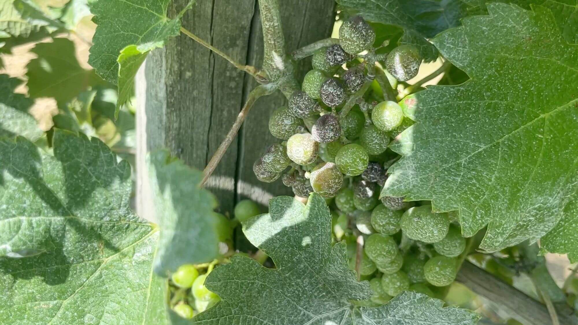 AMA Tasting Report-Bordeaux 2023 In Bottle&Release of AMA Selection 2023(Red and White) - Alexandre MA