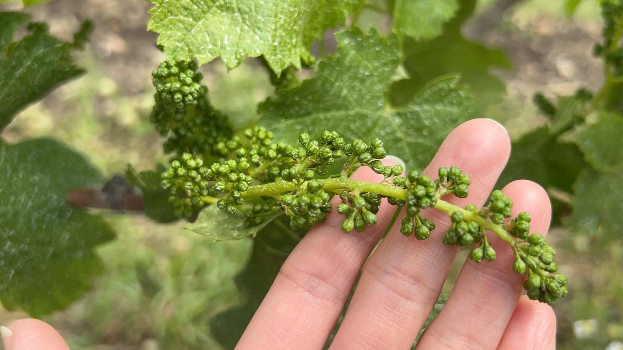 AMA Tasting Report-Bordeaux 2025 En Primeur and AMA En Primeur Selection-Blooming Lotus Selection 2025 - Alexandre MA